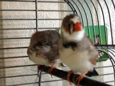 my zebra finch singing nicely