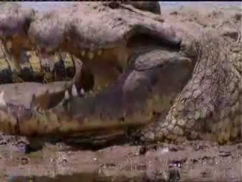 Gustave - The Giant Crocodile of Burundi