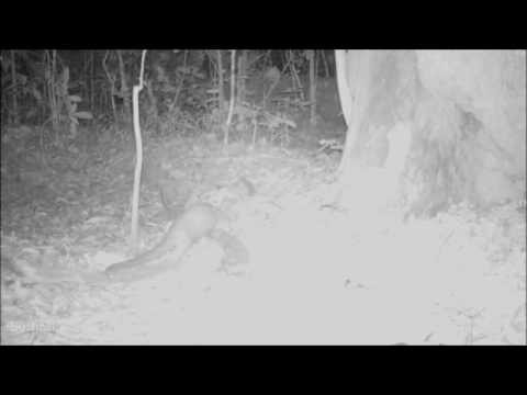 Rare footage of elusive golden cat attacking a pangolin