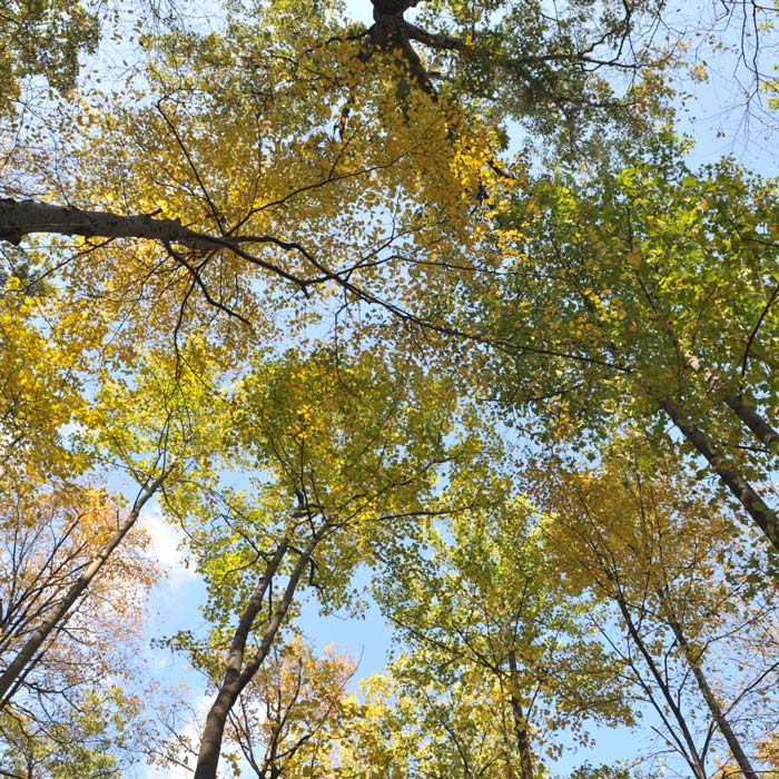 Sugarloaf Trees