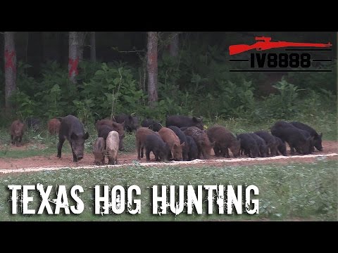 Hog Hunting with the SRC 100gr Swine Smasher