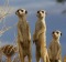 Inquisitive meerkats were a highlight.