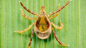 A bite from the Australian paralysis tick can have nasty consequences.