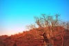 When visiting my son in Kununurra we finally ventured - just before my flight home - to THE boab tree he promised would ...