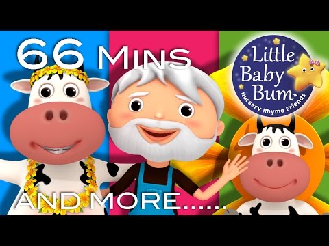 DAISY | BINGO | Plus Lots More Nursery Rhymes | From LittleBabyBum!