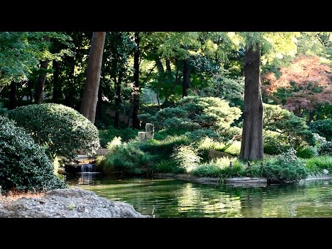 Native American Flutes - Forest Sounds - New Age