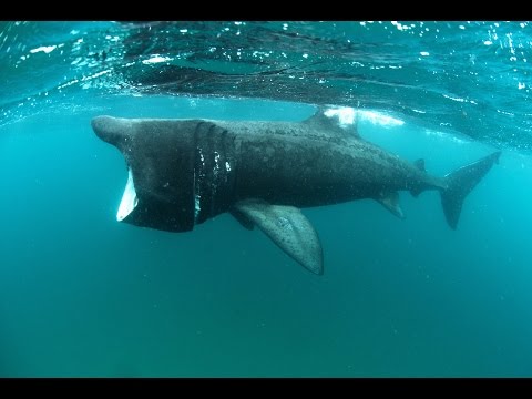 Close encounters with Ireland's basking sharks | Travel TV - Independent.ie