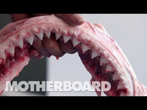 Surrounded: Island of the Sharks (Full Length)