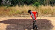 farmer-in-gabela-kwanza-sul-province-angola-dries-coffee-in-a-field-after-harvest-725x435