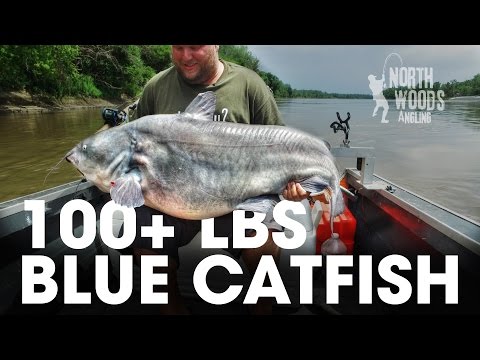 100 Plus Pound Blue Catfish: Missouri River, Missouri - Northwoods Angling