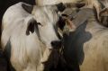 Australian cattle at a feedlot run by the firm PT Tanjung Unggul Mandiri in Tangerang, 25 kilometres west of Jakarta.