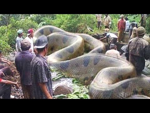 25 Unbelievable Snake Images