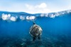 Catching a glimpse of one of the island locals ascending for a breath of air in Fitzroy Island's lagoon, Queensland.