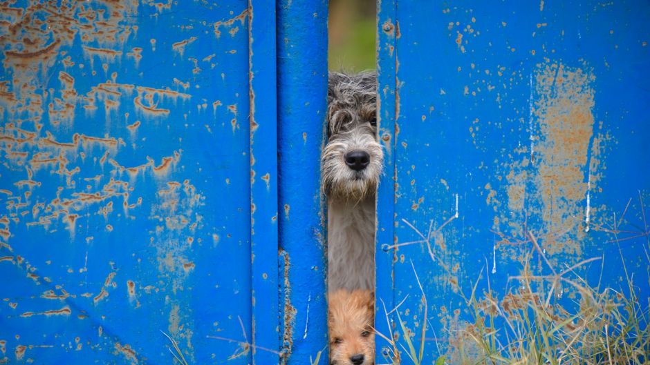 A stray dog and a puppy peer from behind a fence in Bucharest, Romania.