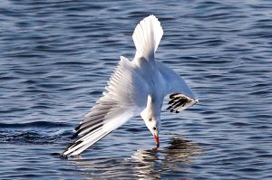 A gull speeds upside down into the water to catch food in the Baltic Sea.