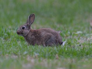 Easter Bunny Headquarters