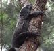 The goanna climbed a tree to try and raid the nest.