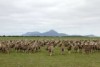 Sheep grazing on the kikuyu grass seed crop in Wellstead in Western Australia.