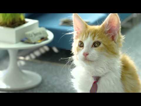 Bouygues Telecom présente les Chatons Telecom