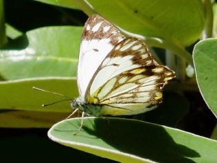 man Thousands of Caper White butterflies like this one are migrating on the northern beaches Picture: SUPPLIED