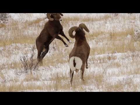 6 BIGHORN SHEEP RAMS HEADBUTTING in the RUT  HD