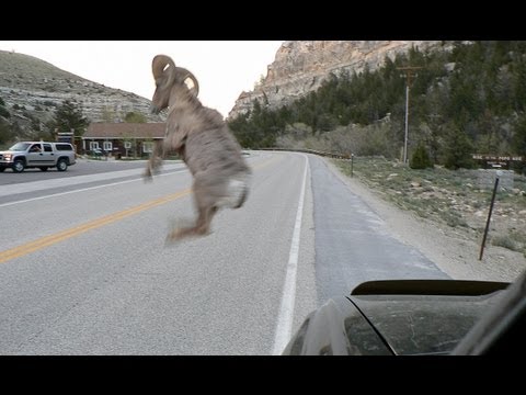 Bighorn Sheep ATTACKS Vehicle - ("Bam Bam" is DEAD).wmv