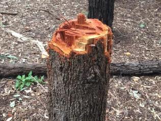 Supplied Editorial Tree vandal strikes Greaves Rd Dandenong