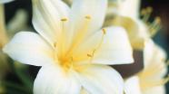 How to grow clivia seeds