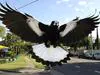 Dive-bombing magpies target street