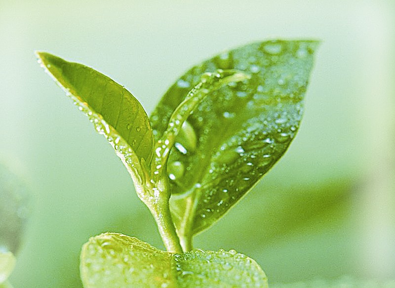 细说茶叶香气的来龙去脉