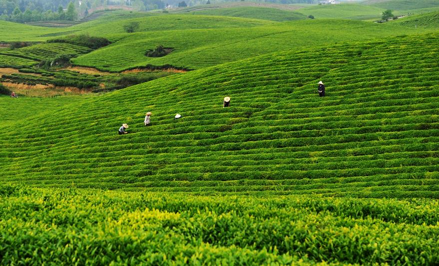 带你体验茶叶“