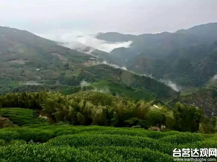 台湾茶园美景【