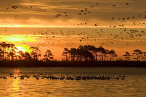 A mixed flock of ducks and geese fly from a wetland area at Chincoteague National Wildlife Refuge