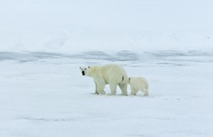 File - Mother polar bear and cub (Ursus maritimus) seen on the Arctic Ocean, north of western Russia, September 9, 2006.