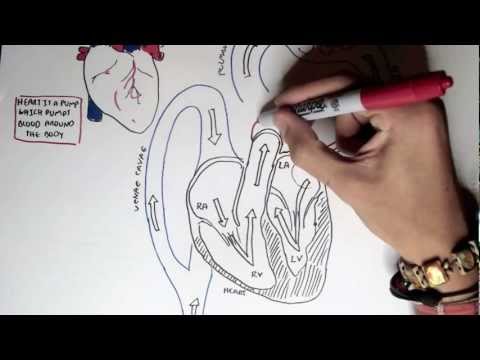 Cardiology - Heart Physiology I (Cardiac Myocyte and Membrane Potential)