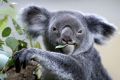 Koalas are among the vulnerable species that might benefit from more private sector involvement in conservation, ...