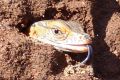 Rosenberg monitors are hatching on Mt AInslie in Canberra. These rare goannas can grow to 1.5 m in length and lay their ...