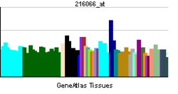 PBB GE ABCA1 216066 at tn.png