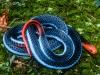 Freakish snake ‘killer of killers’