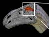 First ever dinosaur brain found