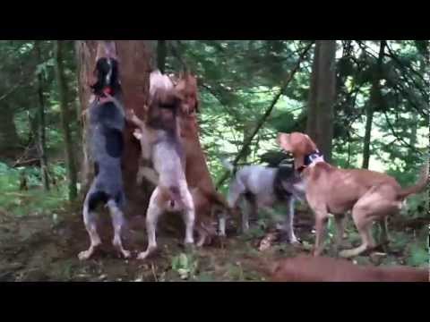 Bear Hunting with Hounds