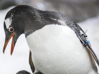 Penguin Chick