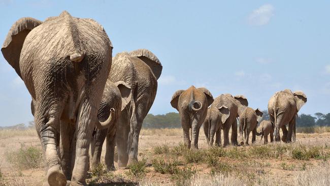 (FILES) This file photo taken on November 13, 2015 shows Elephants trooping to a water hole at the Amboseli national reserve. Nearly three-fifths of all animals with a backbone have been wiped out since 1970 by human appetites and activity, according to a grim study released Thursday. Among this, African Elephants population lost 111 000 individuals due to poaching activities. / AFP PHOTO / TONY KARUMBA