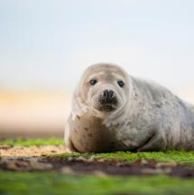 Common Seal - Phoca vitulina - Photo © Planet Pictures / Getty Images.