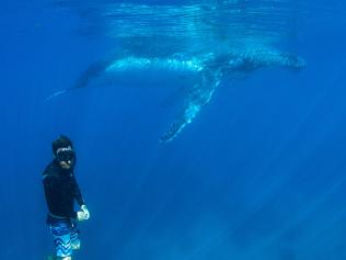 ESCAPE: BEST FOR 2017 .. Diving with Humpback whales on Ningaloo Reef. Picture: Coral Bay Eco Tours