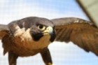 Spitfire: The peregrine falcon is the fastest animal in the world.