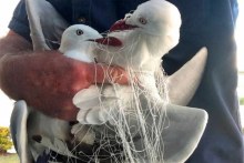 Rise in wild birds tangled in human hair (ABC Gold Coast)