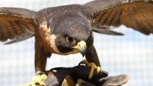 Spitfire the Peregrine falcon