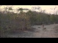 WildEarth Live Stream