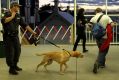 Police sniffer dogs at work at St Peters train station in Sydney ... The research found that in nearly 90 per cent of ...